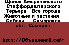 Щенок Американского Стаффордштирского Терьера - Все города Животные и растения » Собаки   . Самарская обл.,Самара г.
